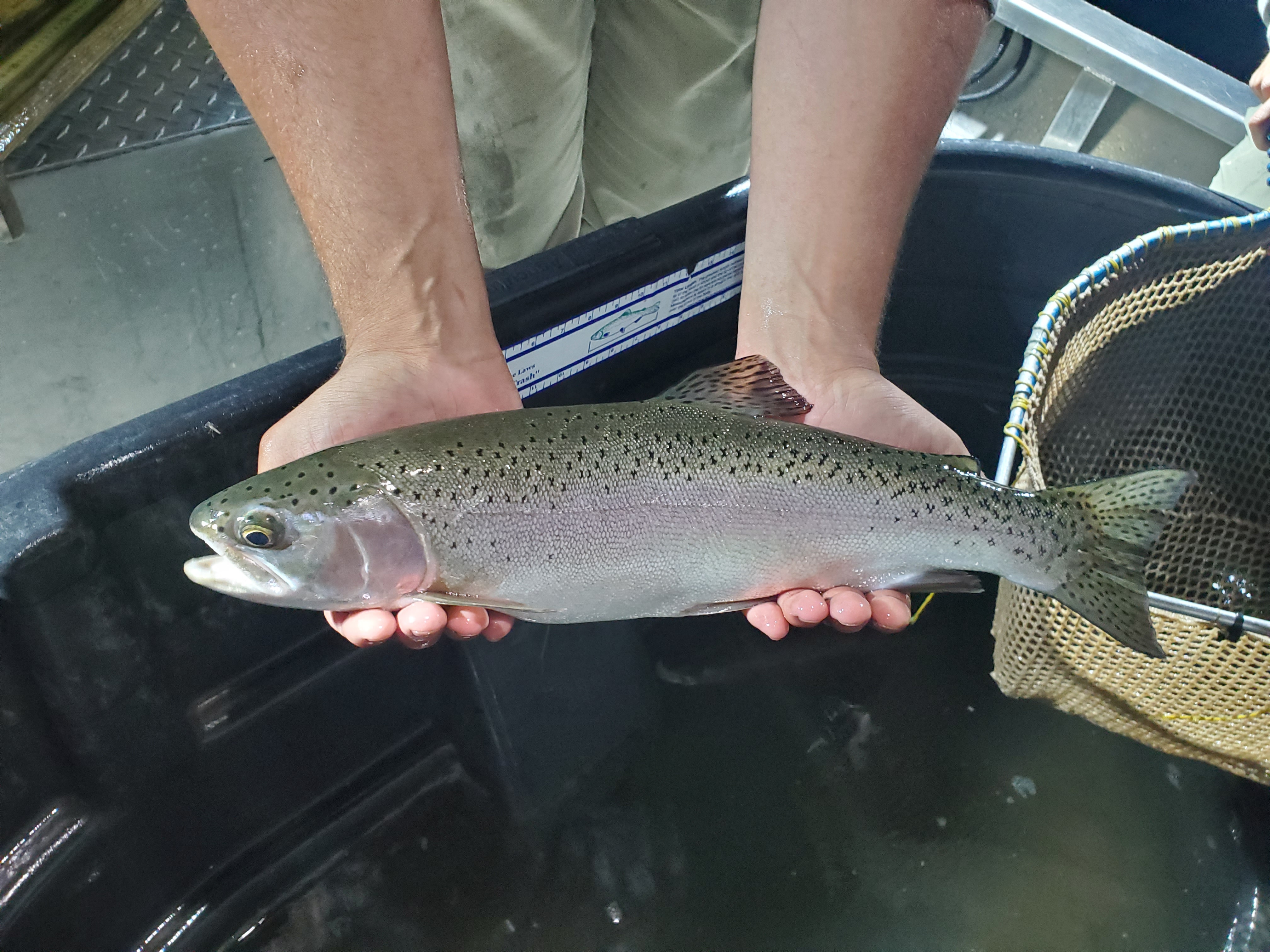 Fisheries technician holding a Rainbow Trout over a live-well. 