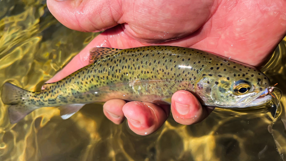 Redband trout Idaho
