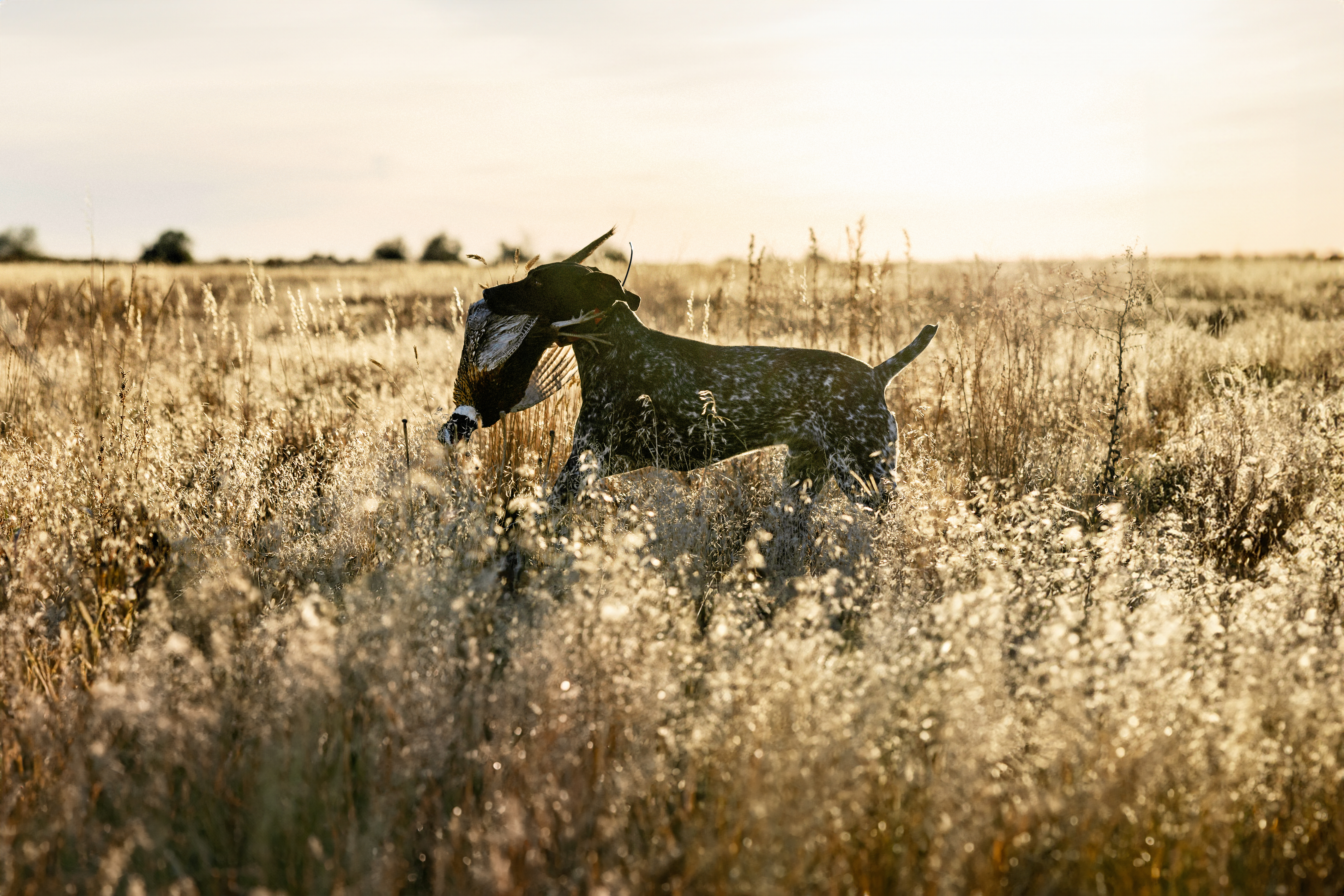 Dog retrieving a pheasant