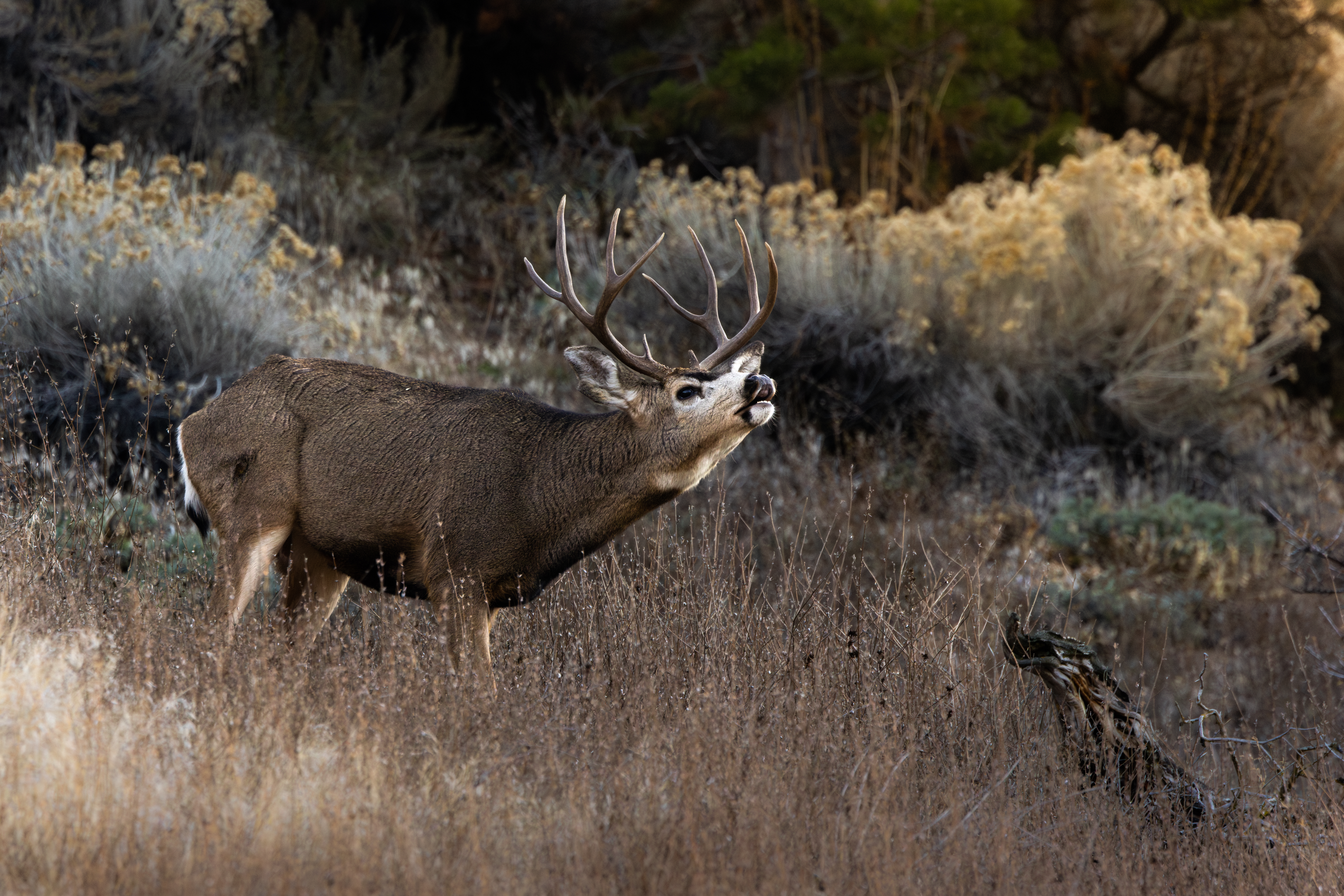 Mule deer