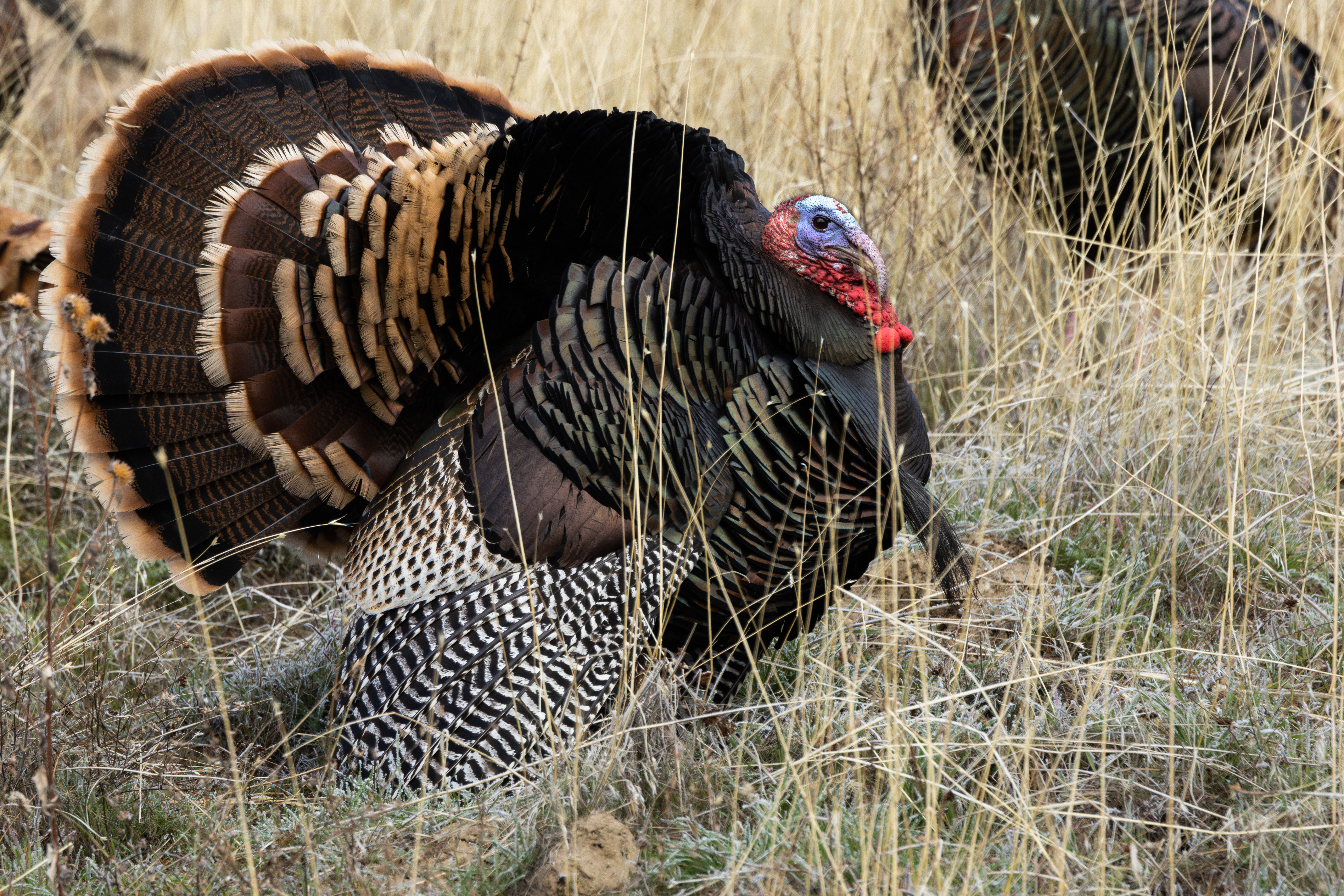 wild turkey strutting
