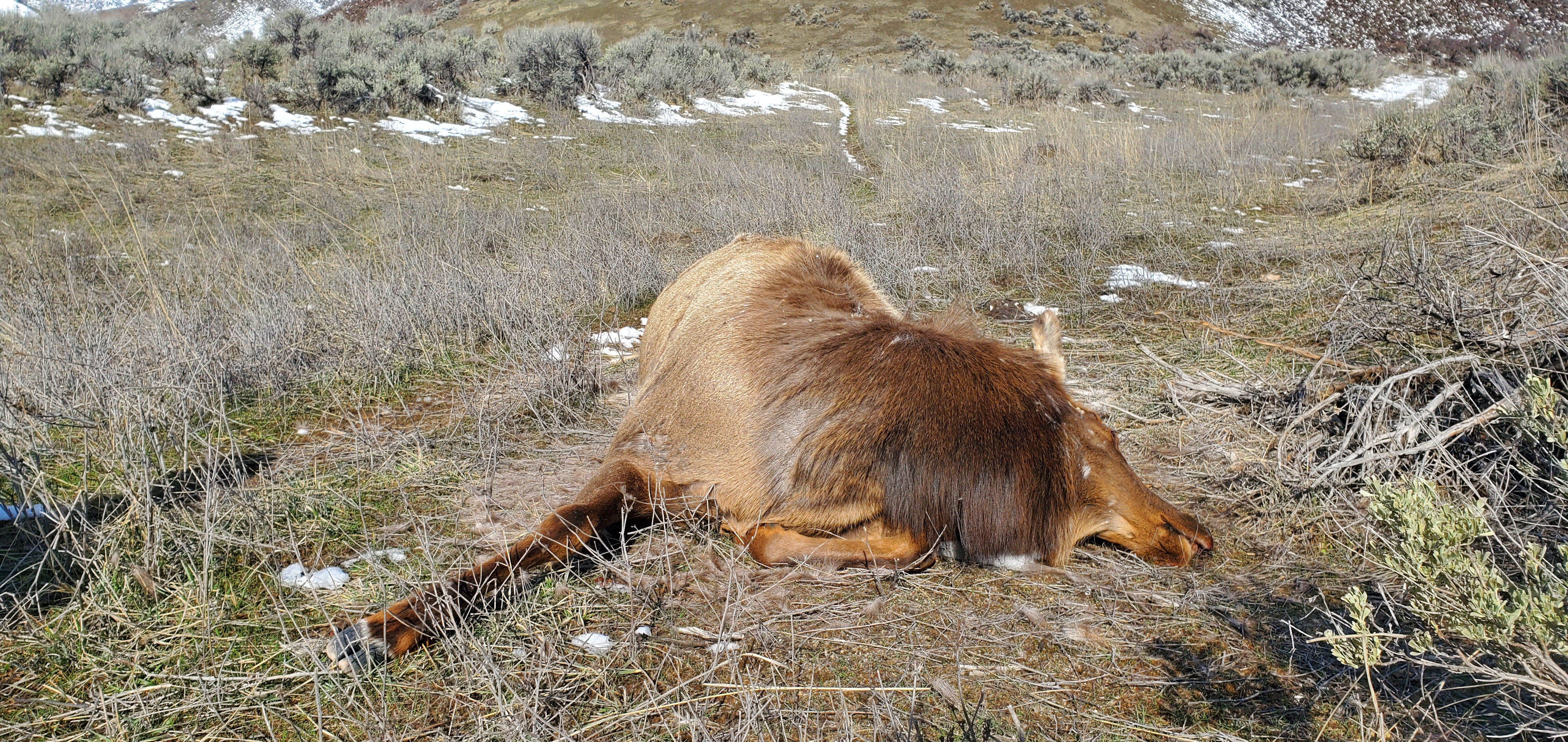 A dead cow elk that was shot out of season and left in Unit 39.