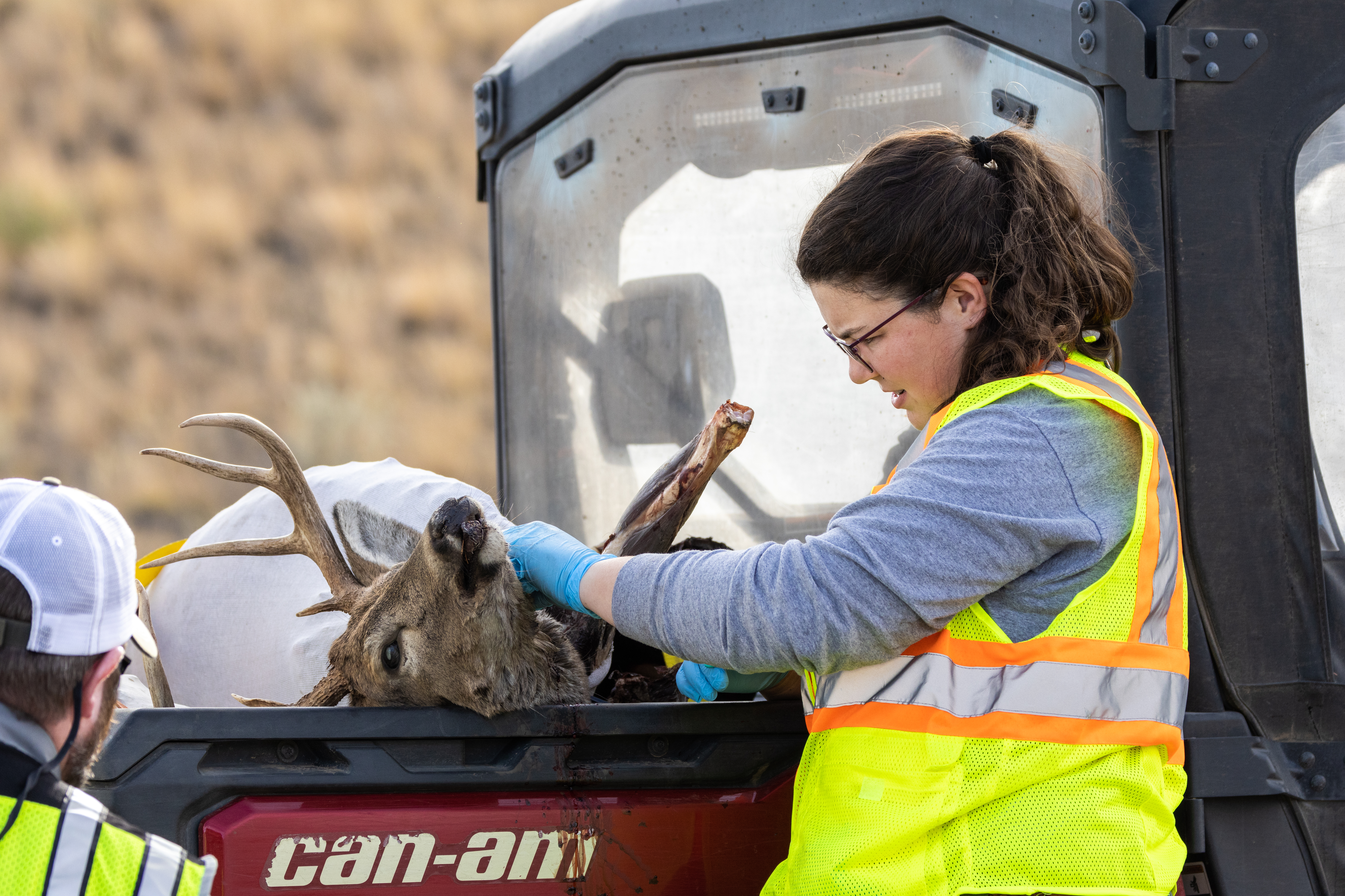 CWD sampling on mule deer buck at check station in Midvale 2024