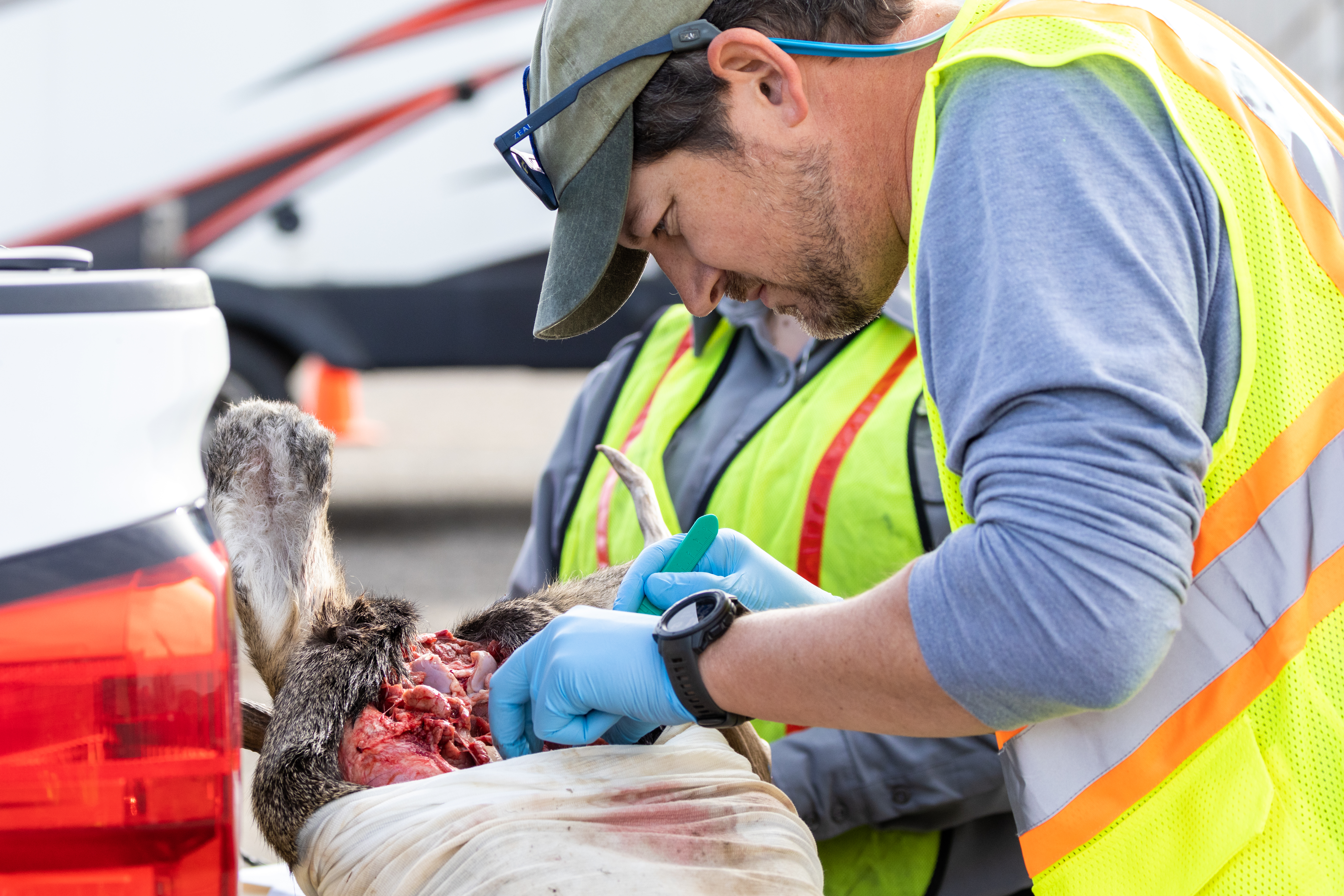 Idaho Fish and Game staff collecting a chronic wasting disease sample at a check station.