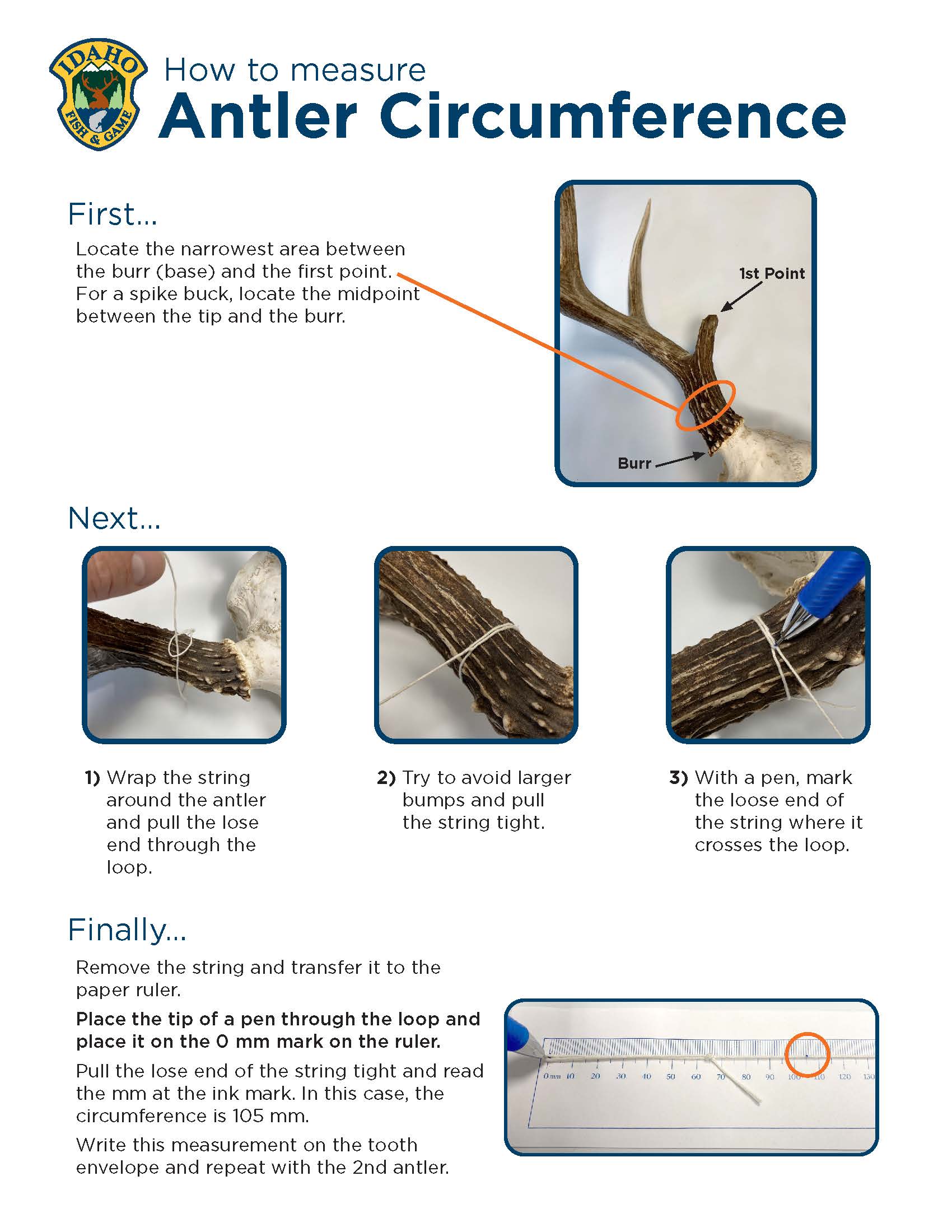 Antler circumference