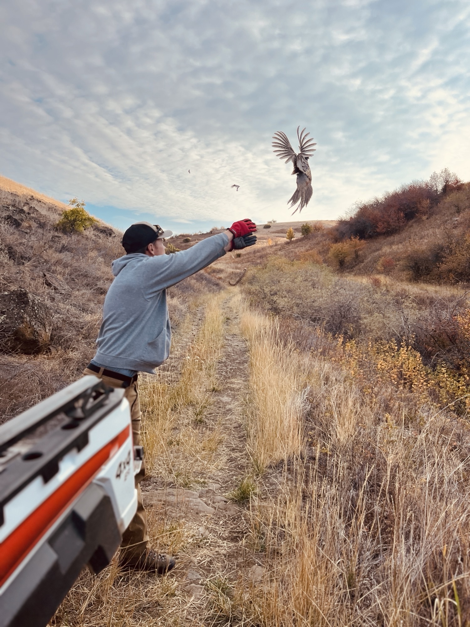 Redbird pheasant release