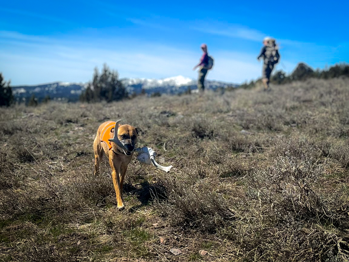 dog carrying a deer deadhead while shed hunting in the Owyhees