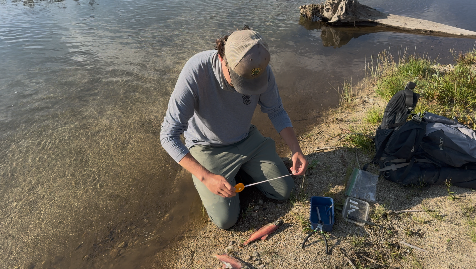 Fisheries technician Caleb Wilson measures kokanee carcasses during a 2025 spawner survey