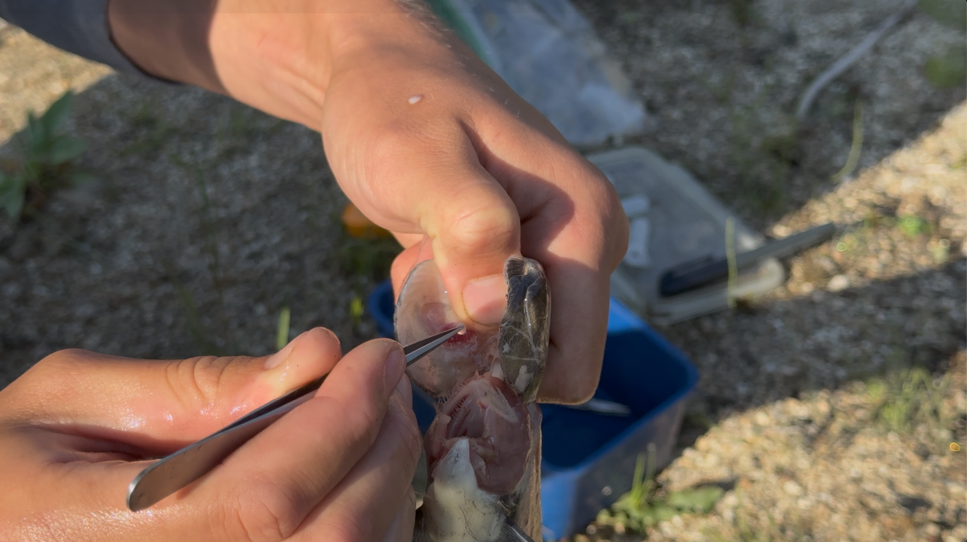 A fisheries technician removes an otolith (a hard structure in a fish's inner ear) that will be used to age and identify the origin of the fish.