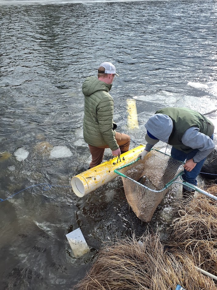 S. Fork Clearwater broodstock