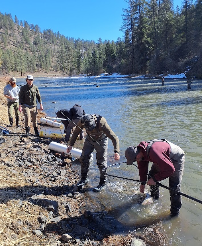 S. Fork Clearwater Broodstock