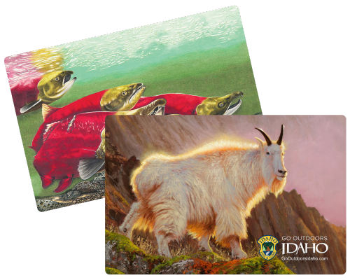 2025_mountain_goat_sockeye_composites_500x400
