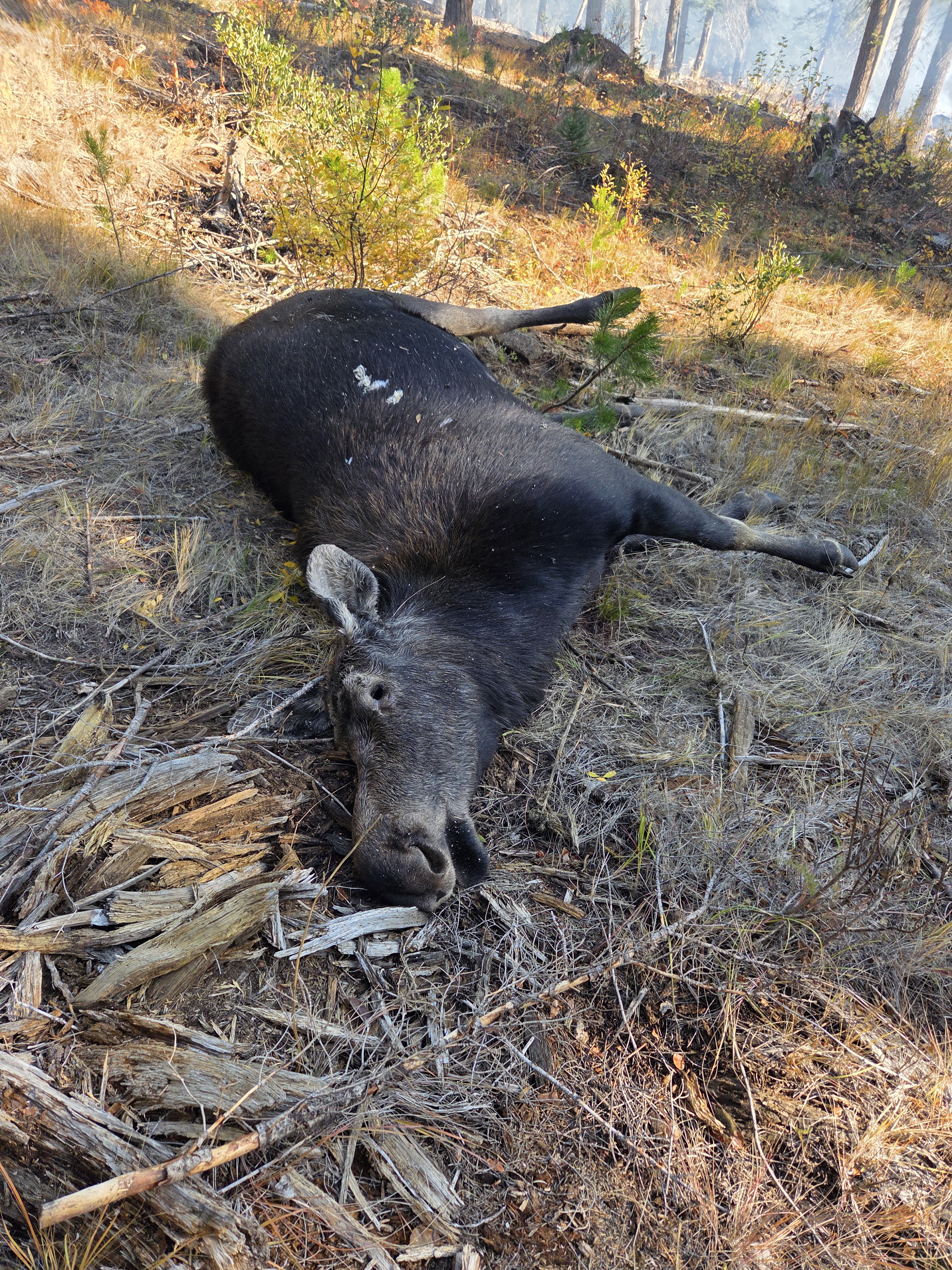 A cow moose that was illegally shot in Unit 32A lying down on a hillside