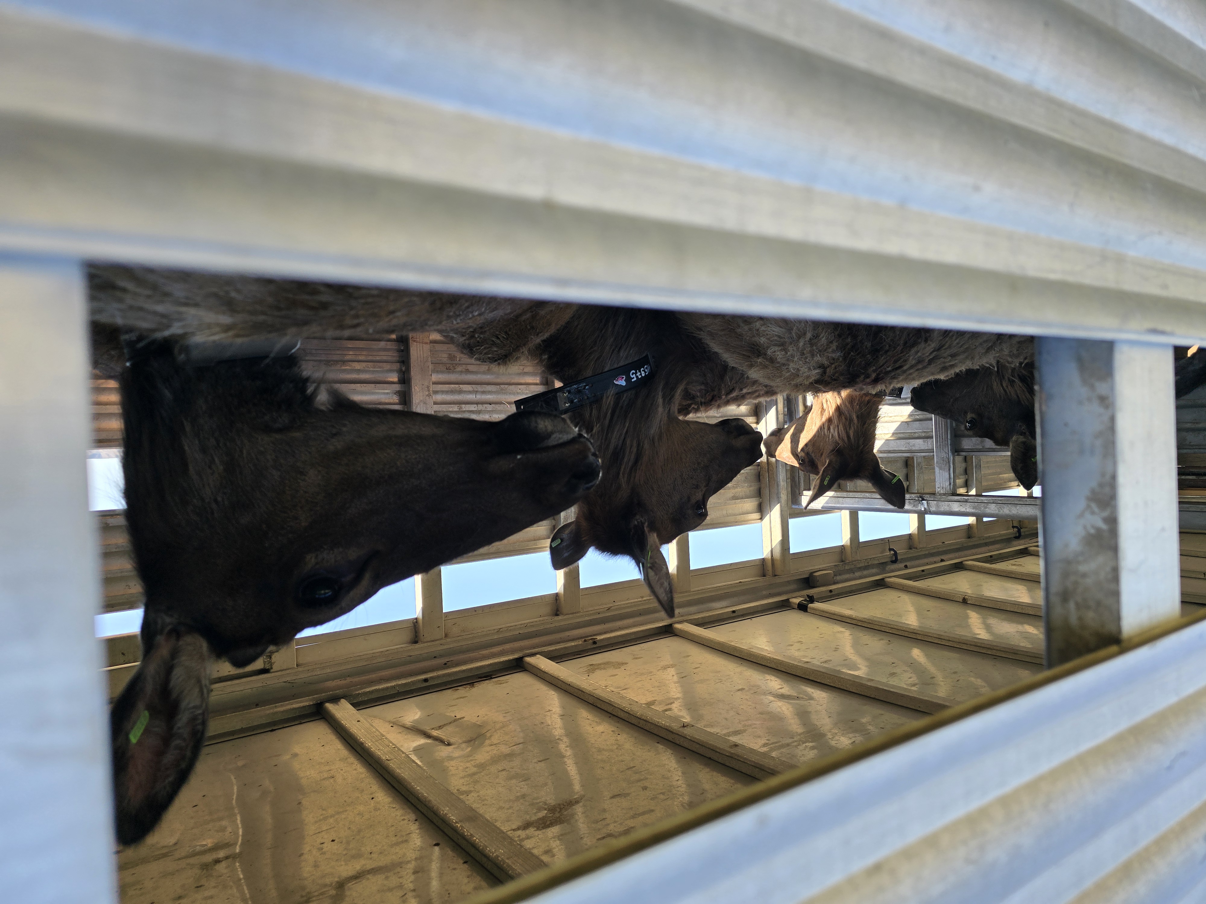 A close-up of several GPS-collared cow elk standing in a trailer, awaiting transport from Southwest Idaho to the Panhandle