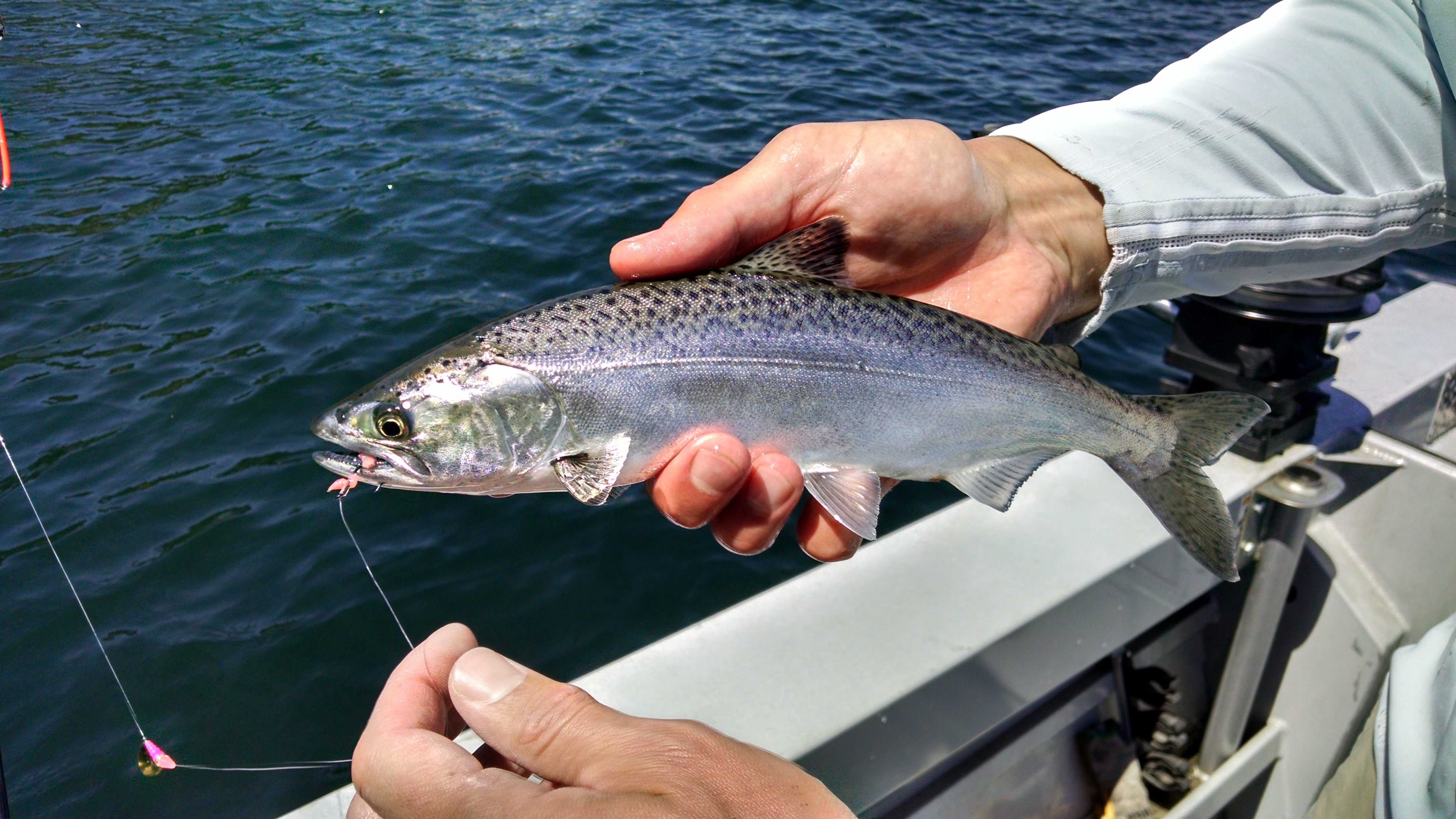 Three years after stocking, Chinook in Spirit Lake are ready to be reeled  in