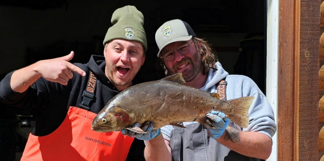 2 technicians pointing at a large cutthroat pulled from a gillnet