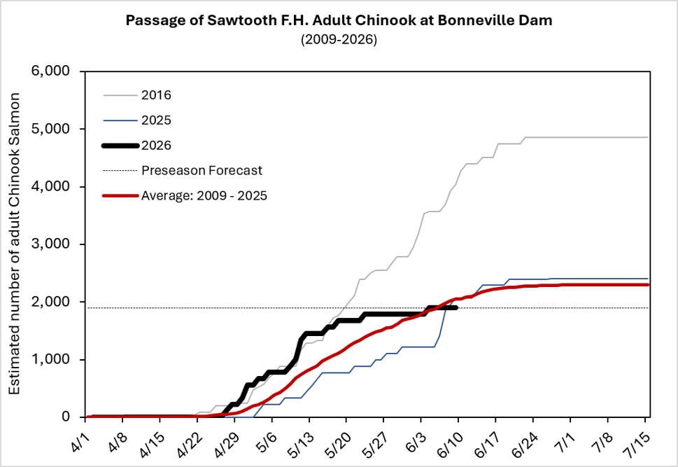 Sawtooth Chinook run timing at Bonneville 2026_thru 6_11