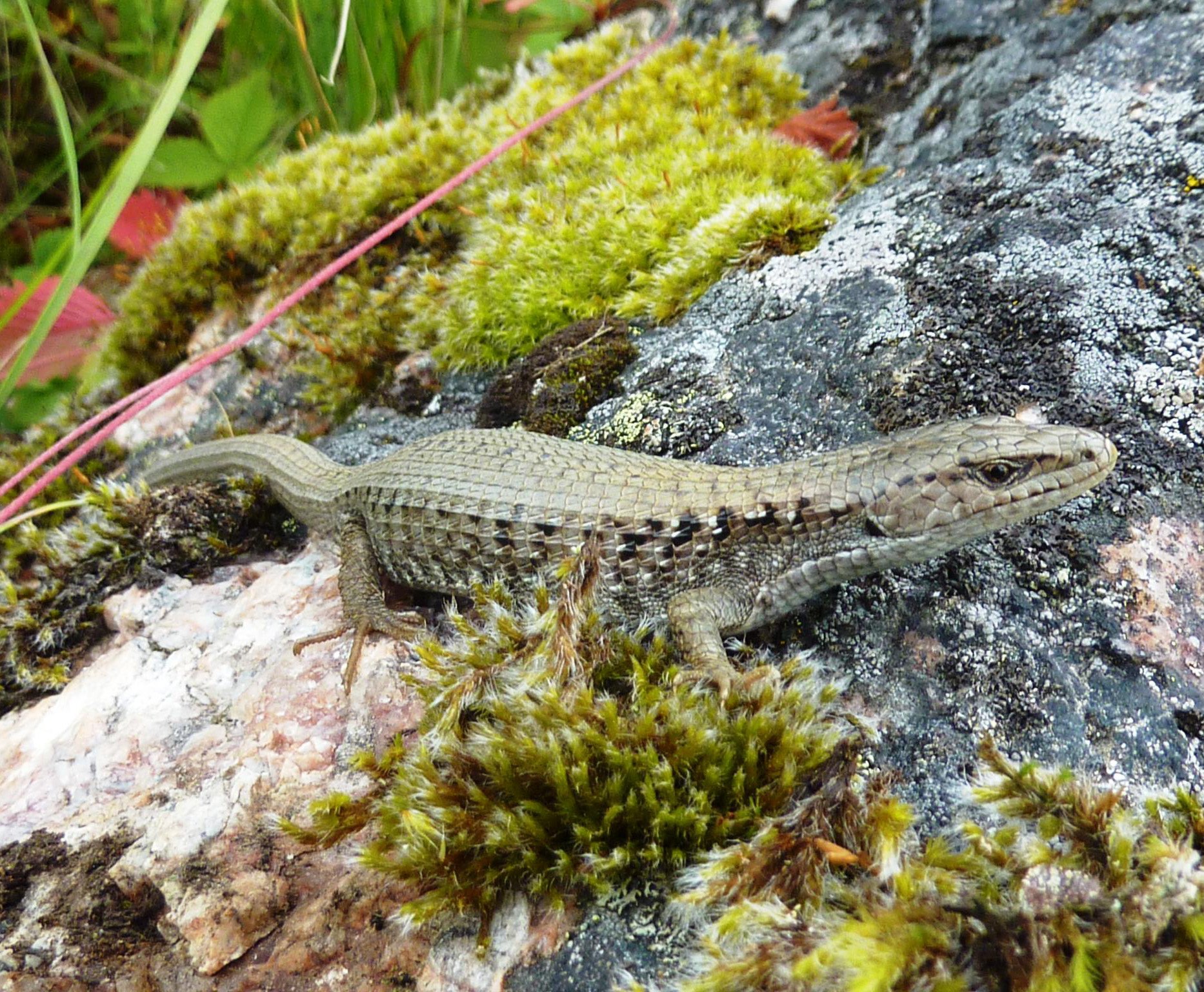 Northern Alligator Lizard Photo