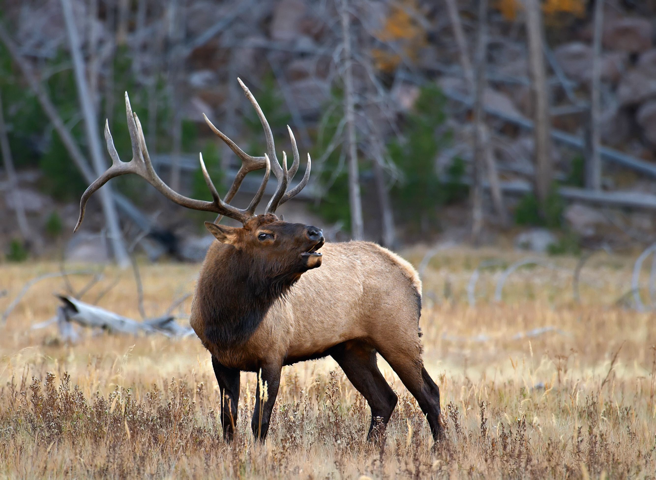 Bugling bull elk