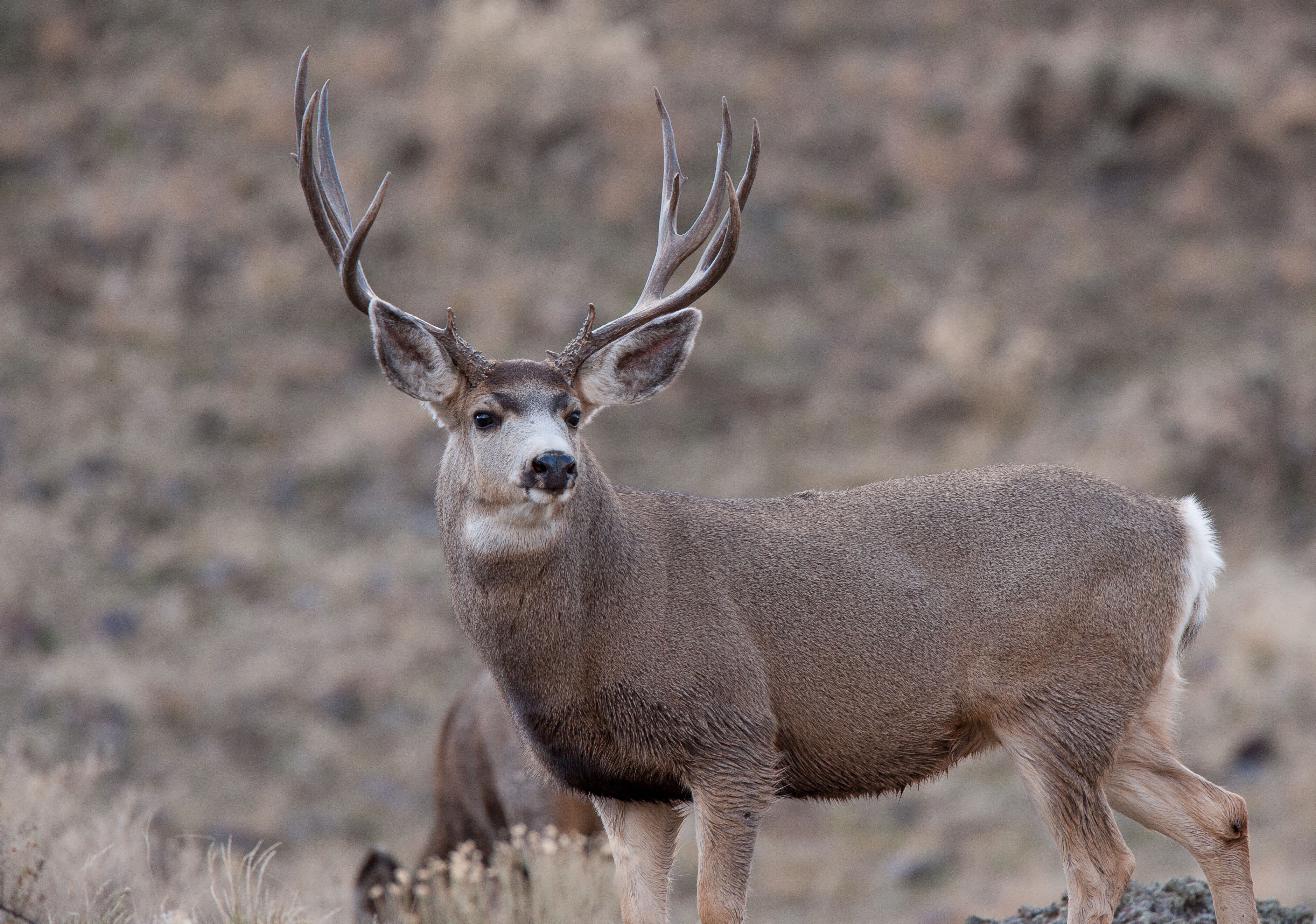 Mule deer