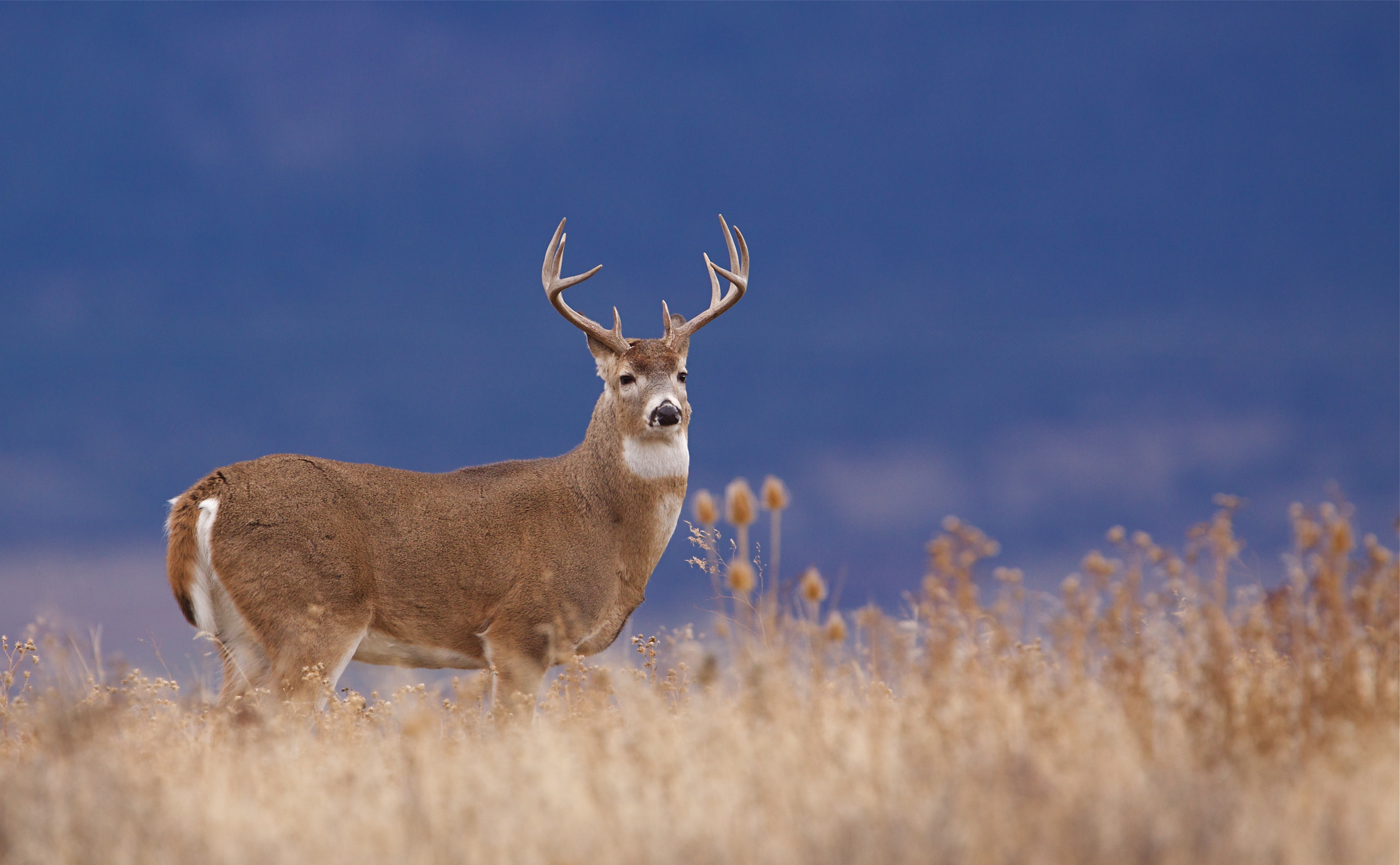 White-tailed deer