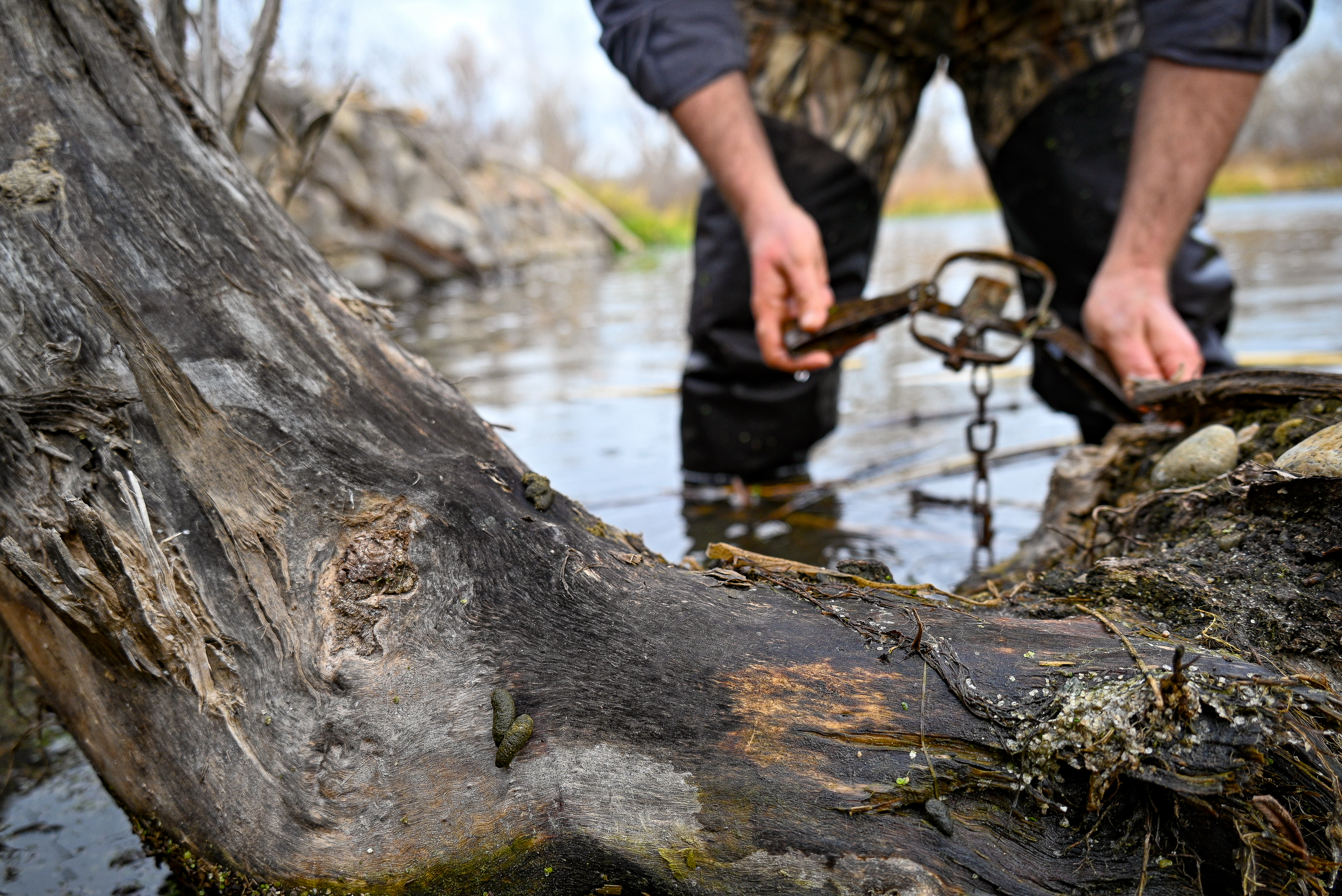 trapper setting a trap for a muskrat