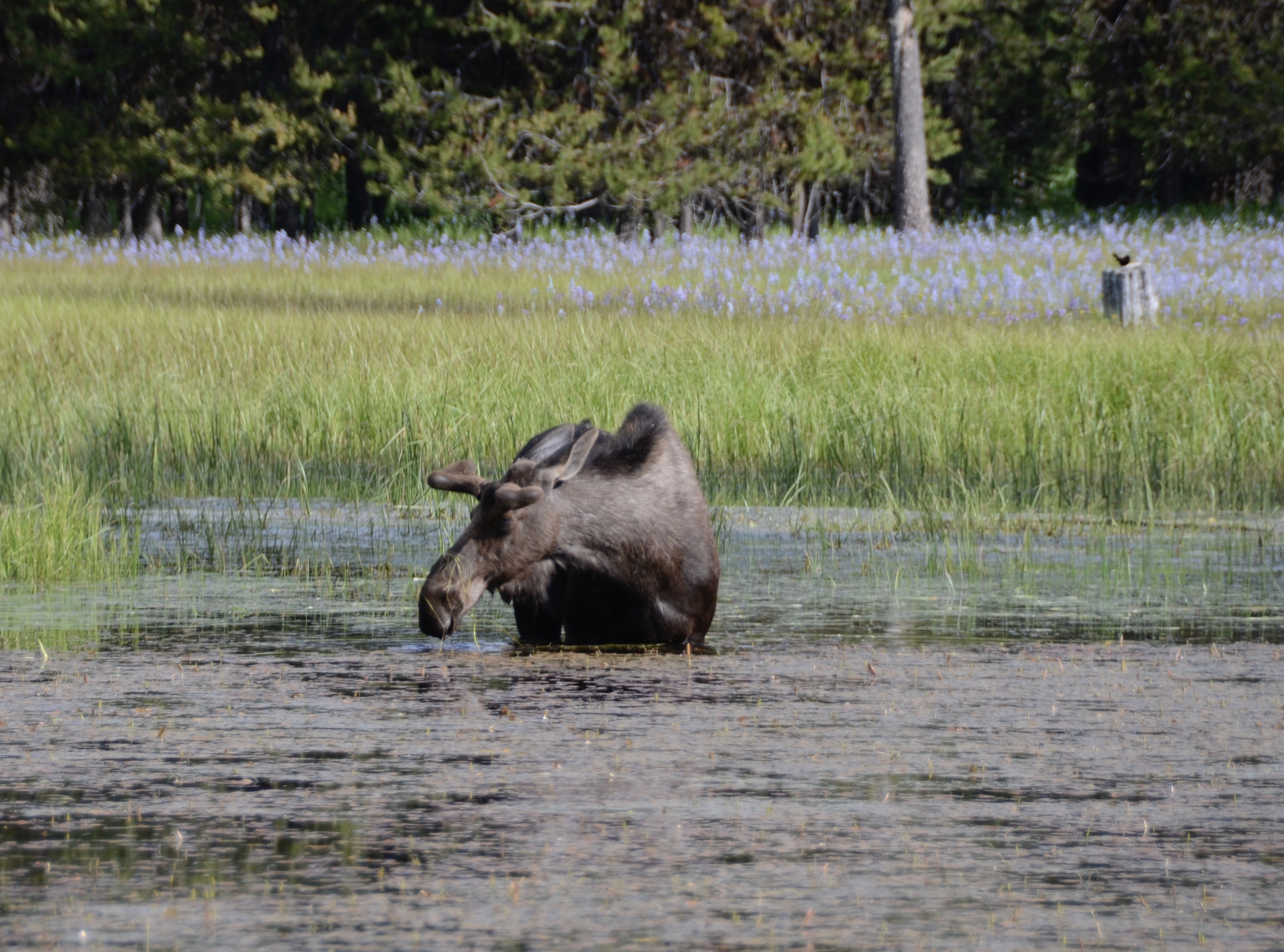 Moose, southwest region, near McCall