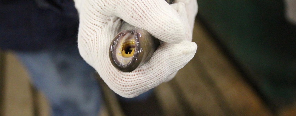 Adult Pacific Lamprey mouth with fully developed teeth.