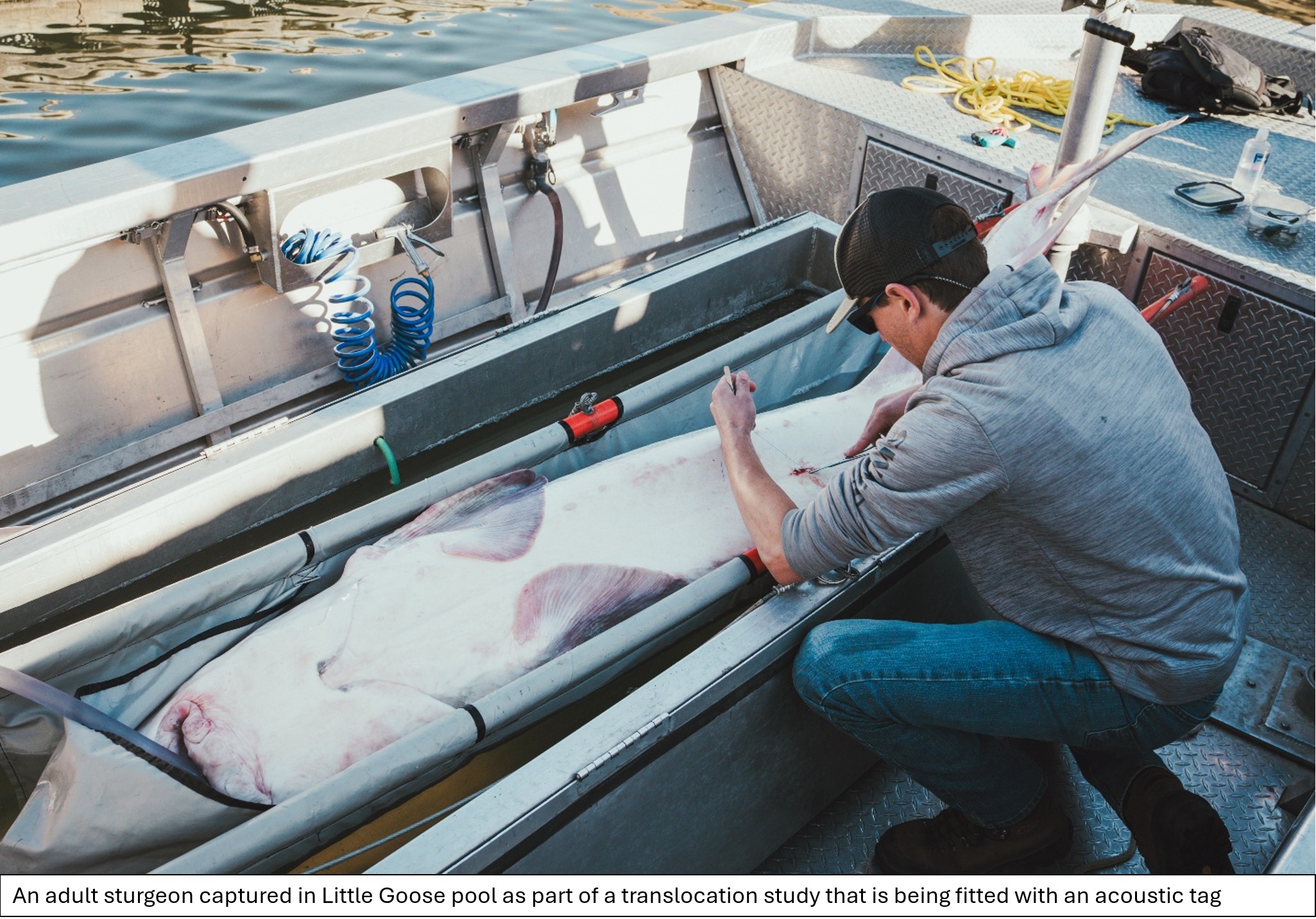 Sturgeon being fitted with acoustic tag
