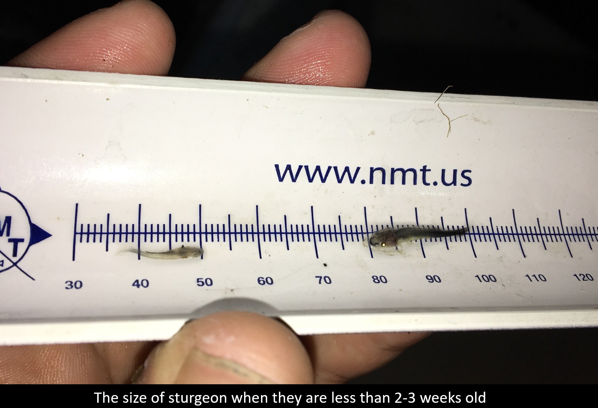 Age-0 sturgeon collected in the spring