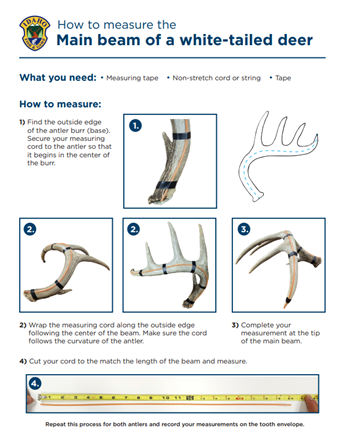 How to measure main beam length of a white-tailed deer.