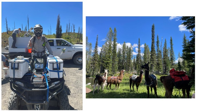 Coolers full of water and fish with an attached portable aerator are strapped down to an ATV and driven on OHV trails and roads. Fish in coolers or bags are loaded onto pack animals such as the llamas pictured here or placed into backpacks.