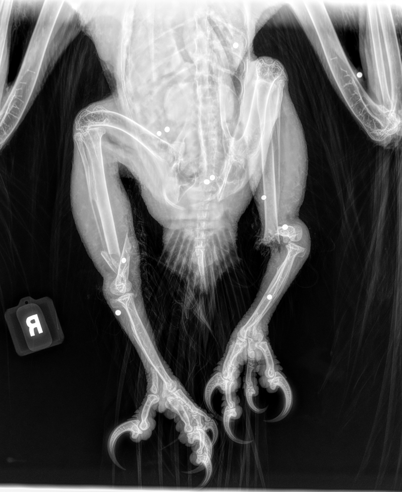 Bald Eagle X-ray showing steel shot near Lake Pend Oreille