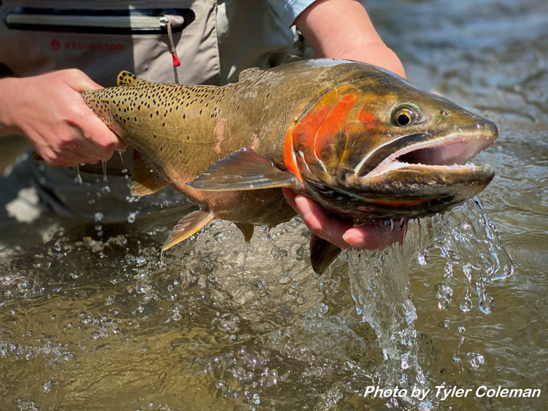 Bonneville Cutthroat Trout by Tyler Coleman