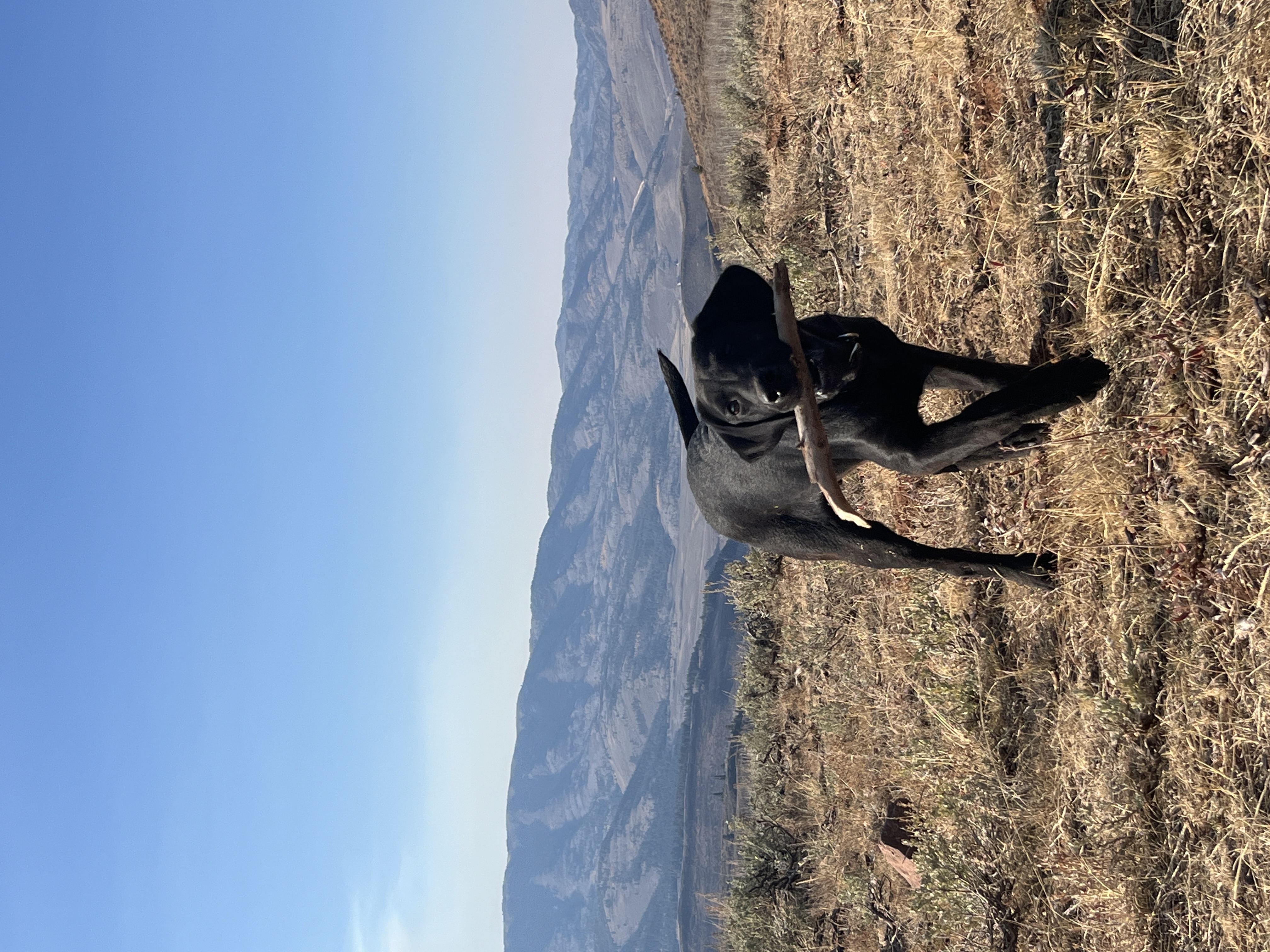 A black dog runs with a large stick in his mouth under a blue sky and with mountains in the background