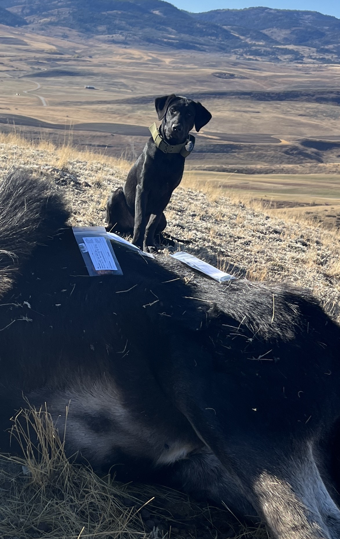 A black dog sits behind a dead moose on the ground with a valley behind him