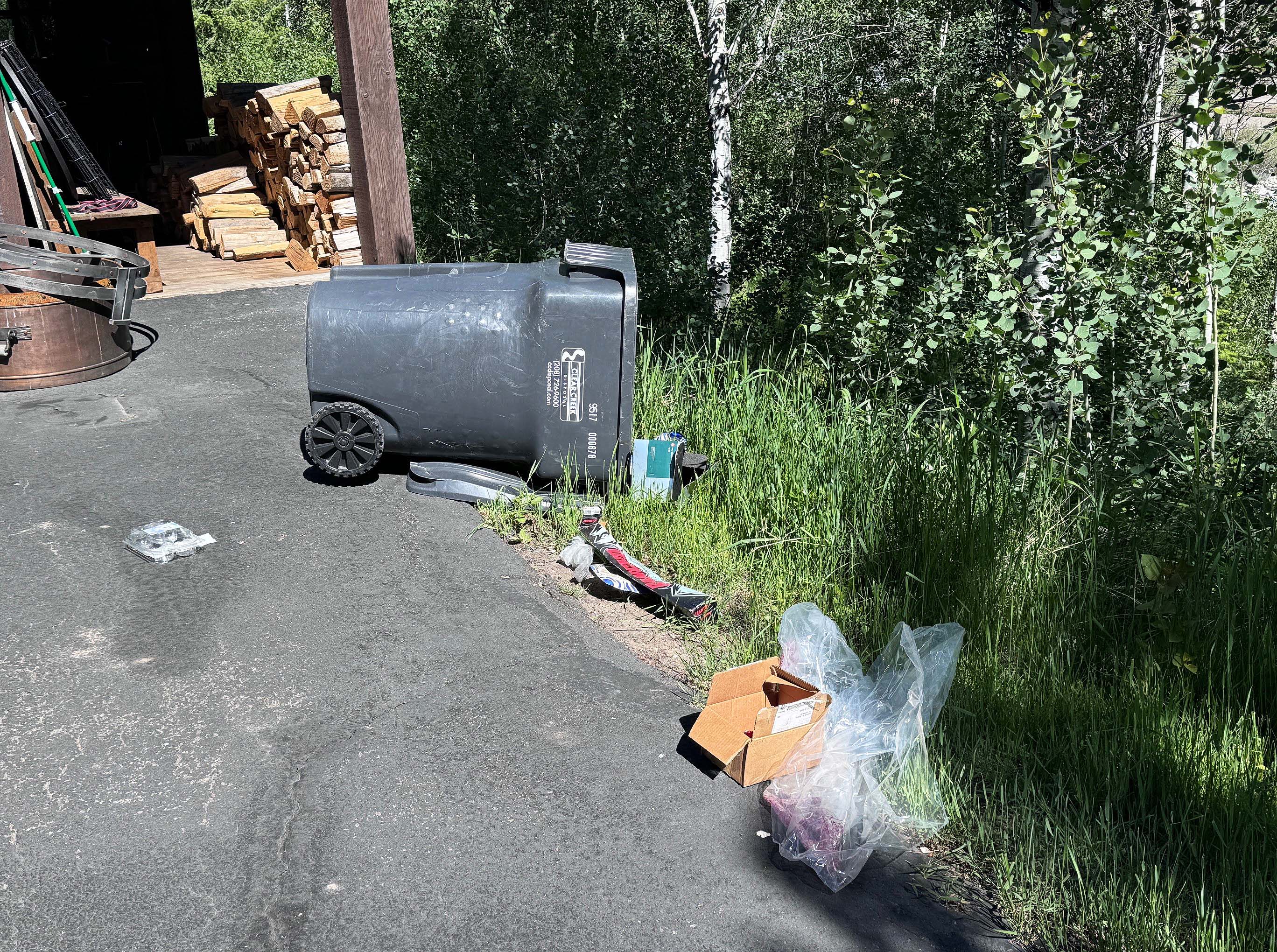 Black bear sow and cubs access unsecured residential garbage in the Wood River Valley in June 2024