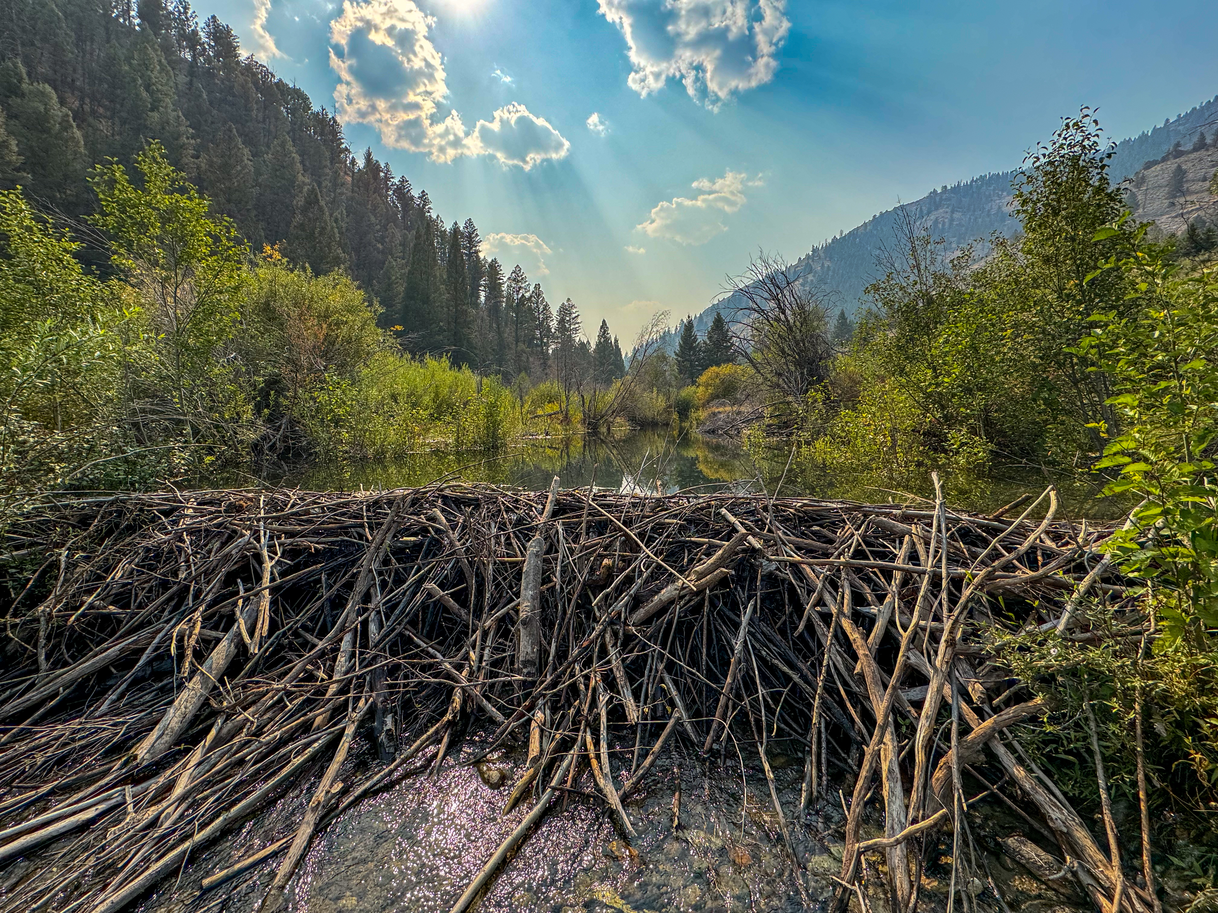 Beaver dam on West Fork Camas Creek