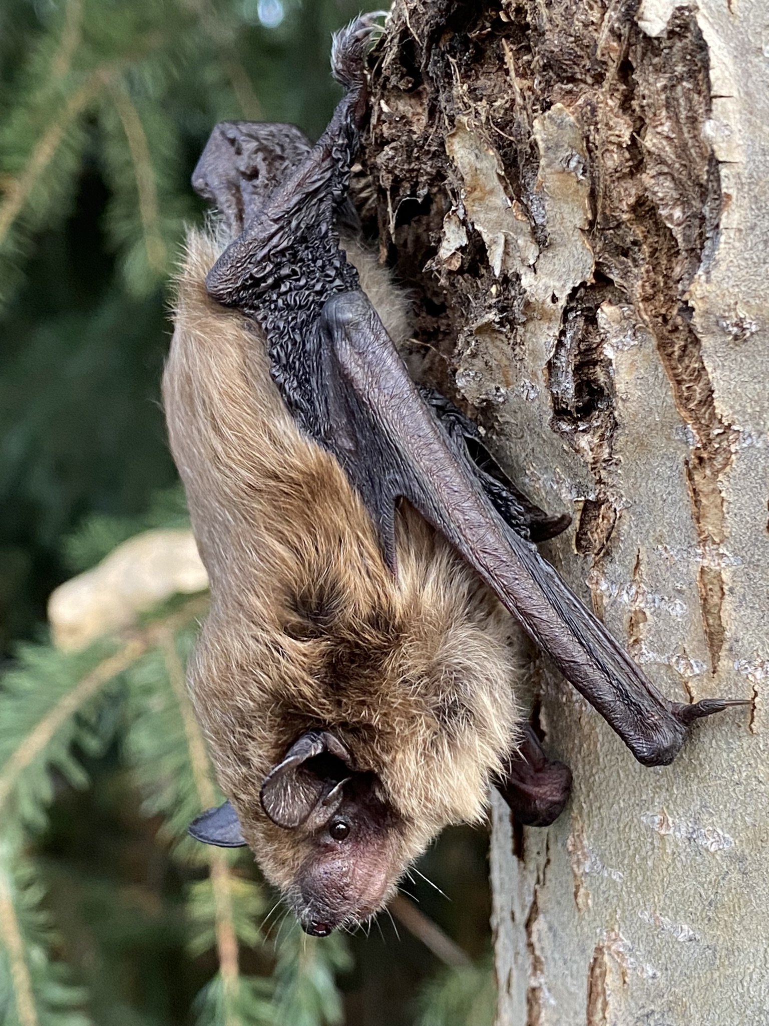 A big brown bat rests on a tree trunk