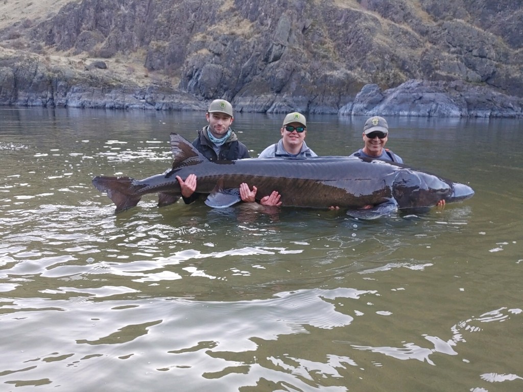 Avid fisherman catches first big Idaho sturgeon in Snake River