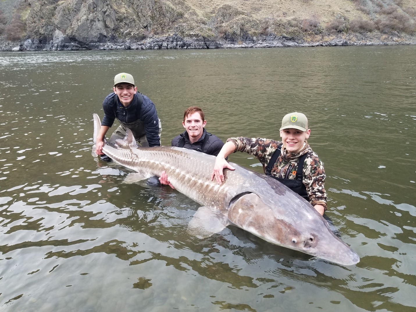 Hells Canyon sturgeon are so big that anglers don't need to lie about how  big they are