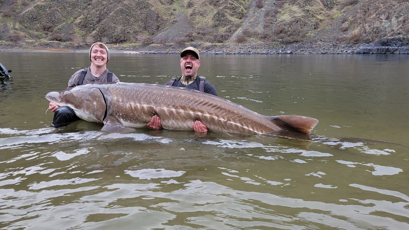 Hells Canyon sturgeon are so big that anglers don't need to lie about ...