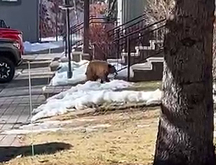 A black bear cub walks around a residence in Ketchum December 2024