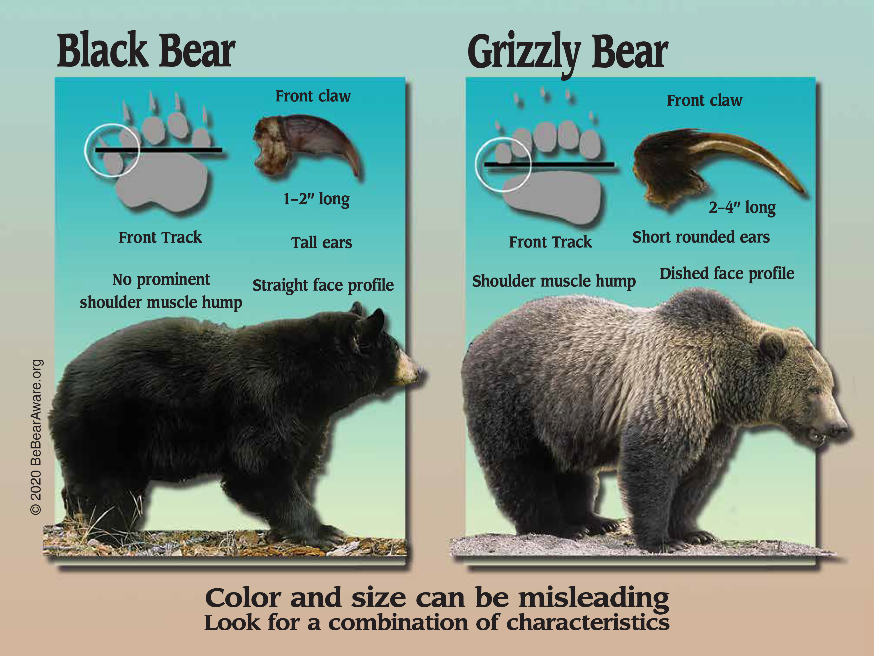 Side-by-side comparison with characteristics of a black bear and grizzly bear