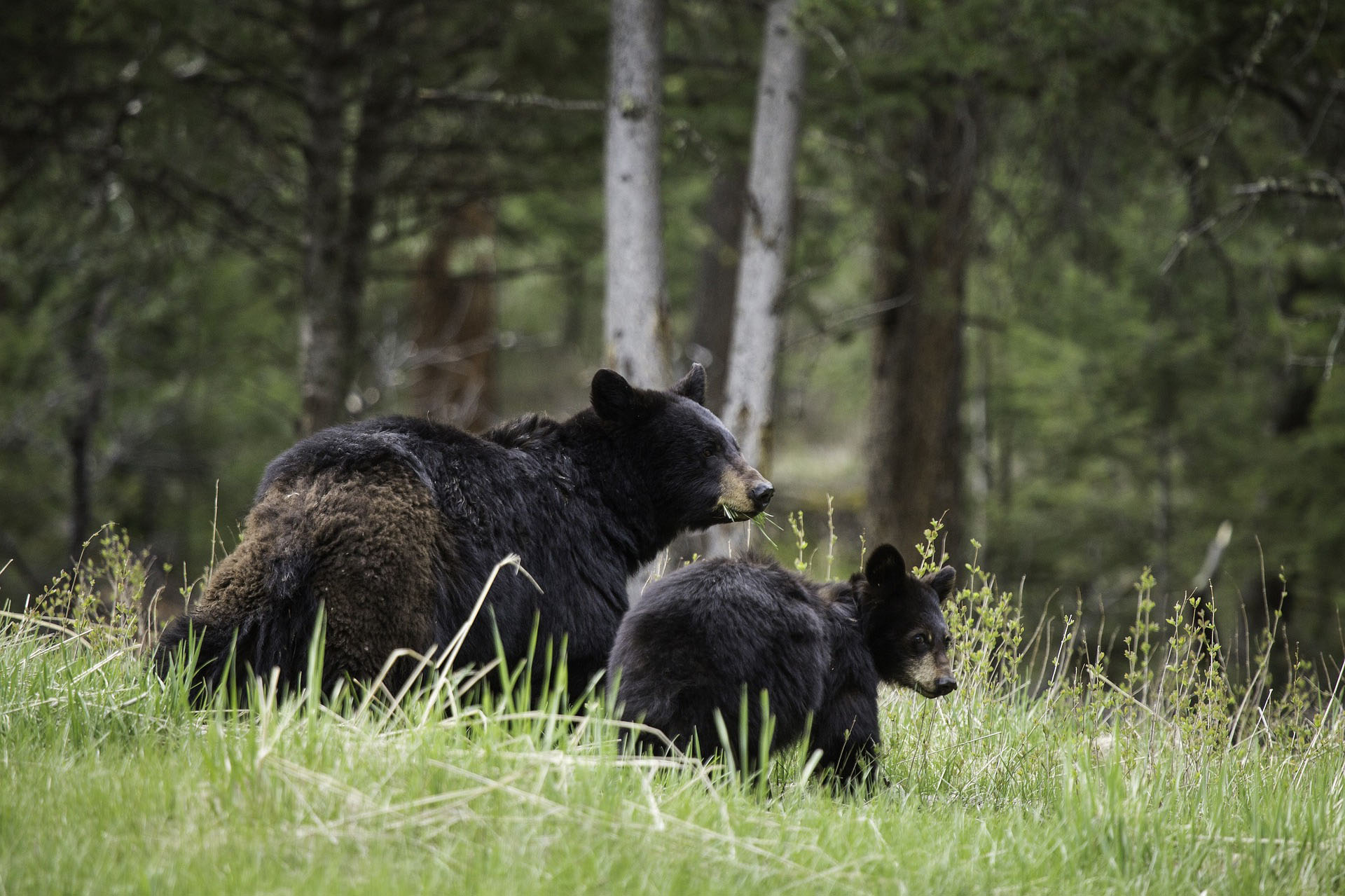 Black Bears