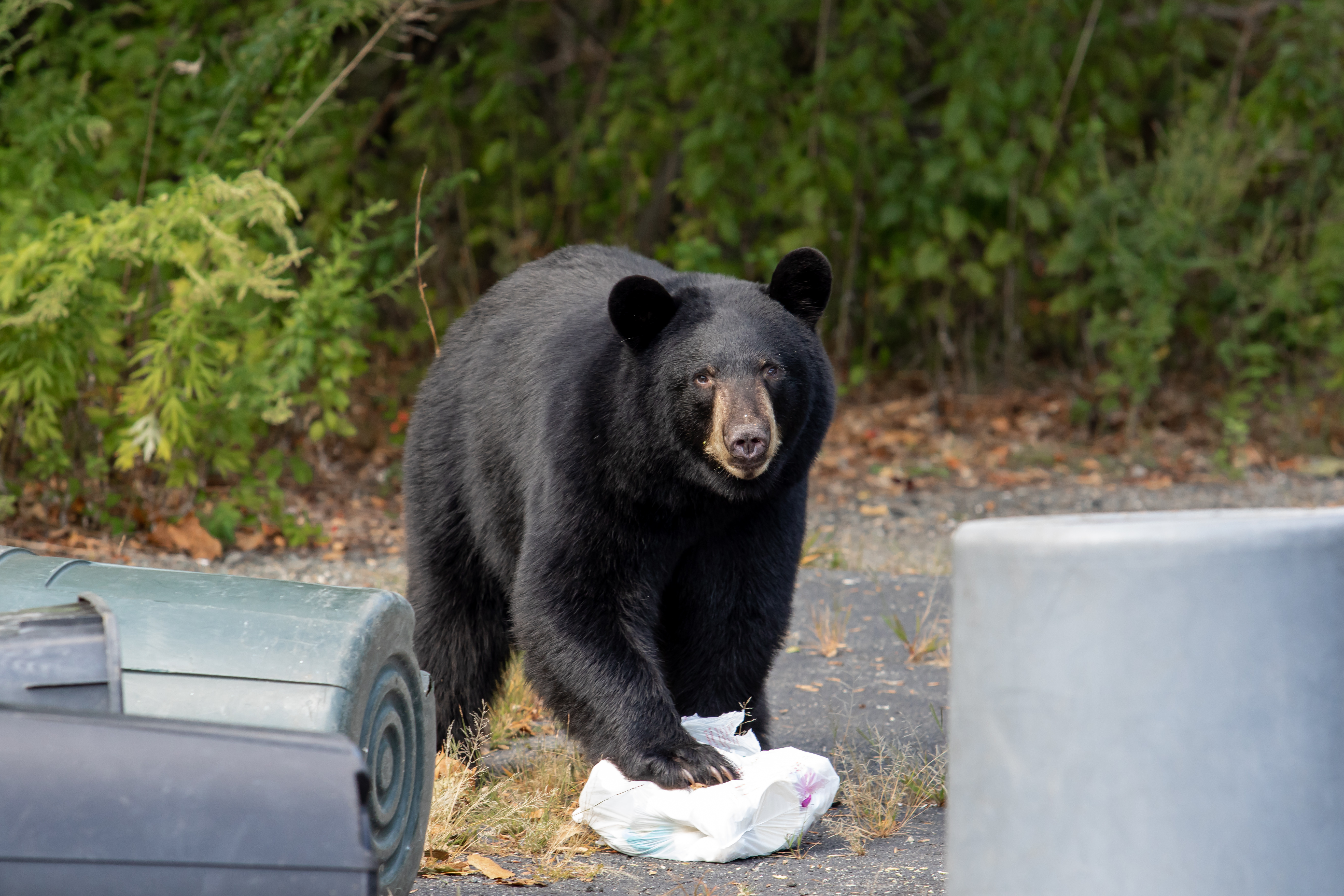 Black Bear in garbage next to tipped over garbage cans