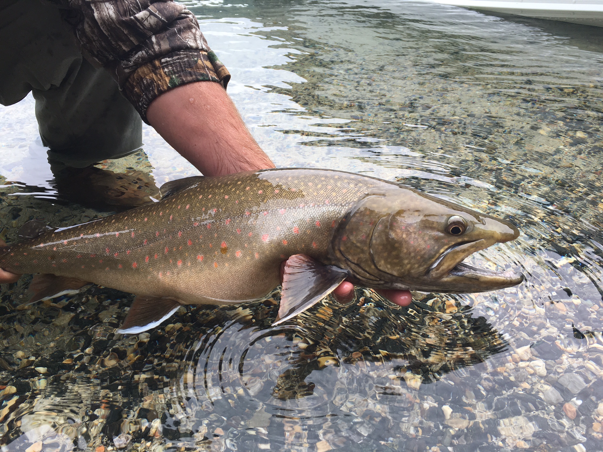 Cutthroats, Bull Trout  And Social Distance On Idaho's St. Joe - Trout  Unlimited