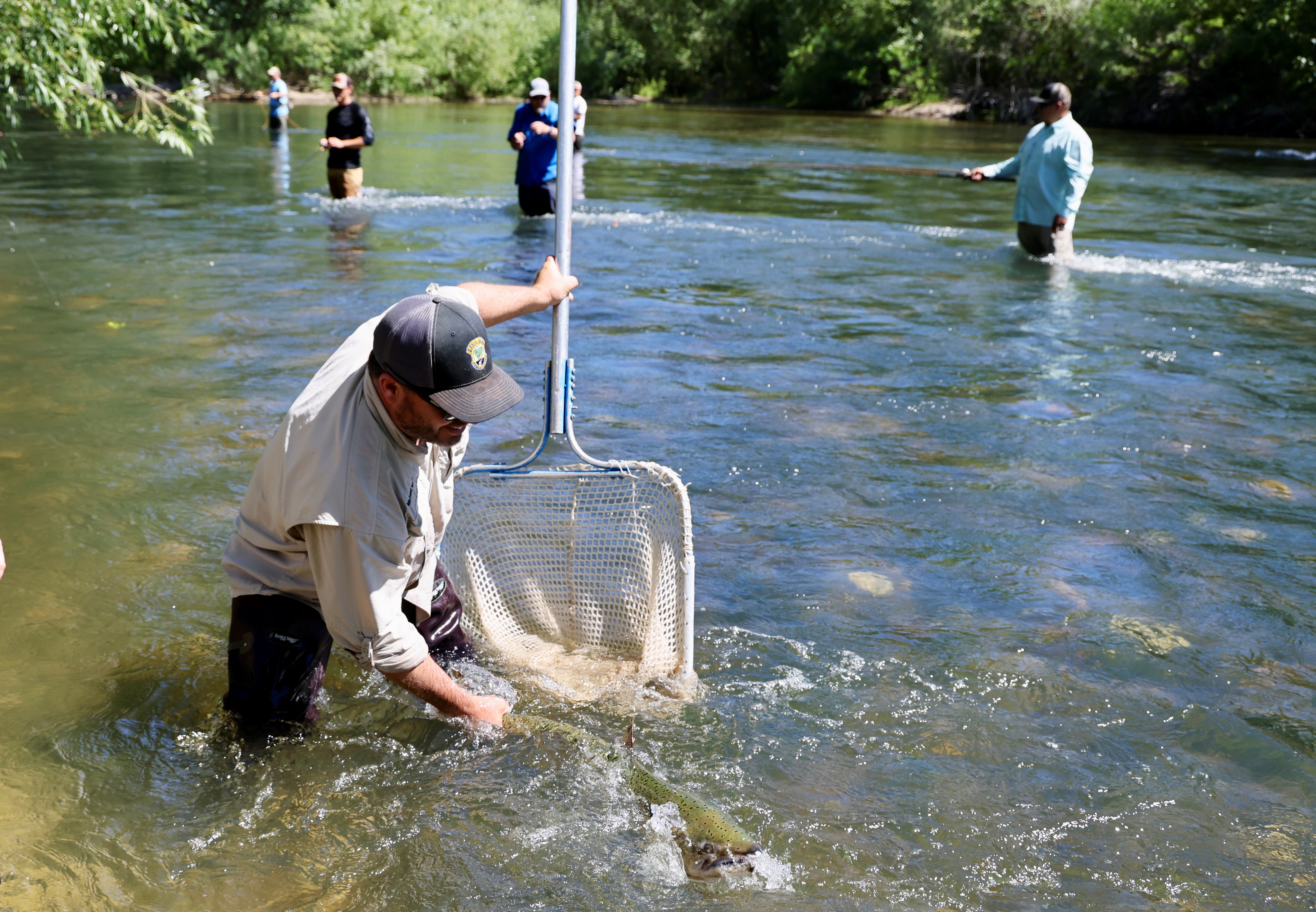 A Chinook Salmon being released into the Boise River