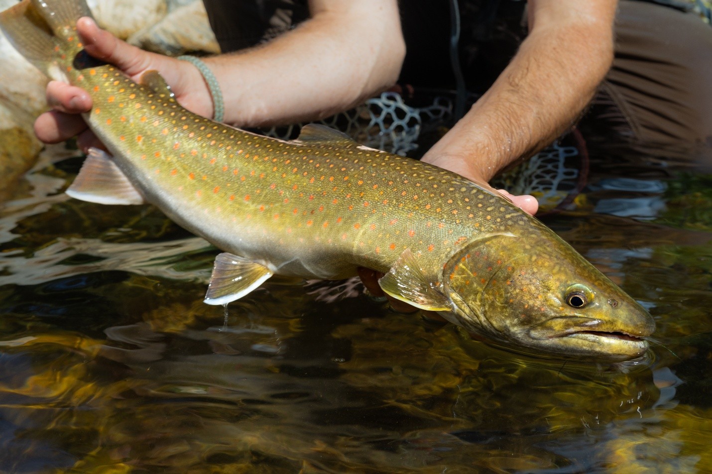Bull Trout