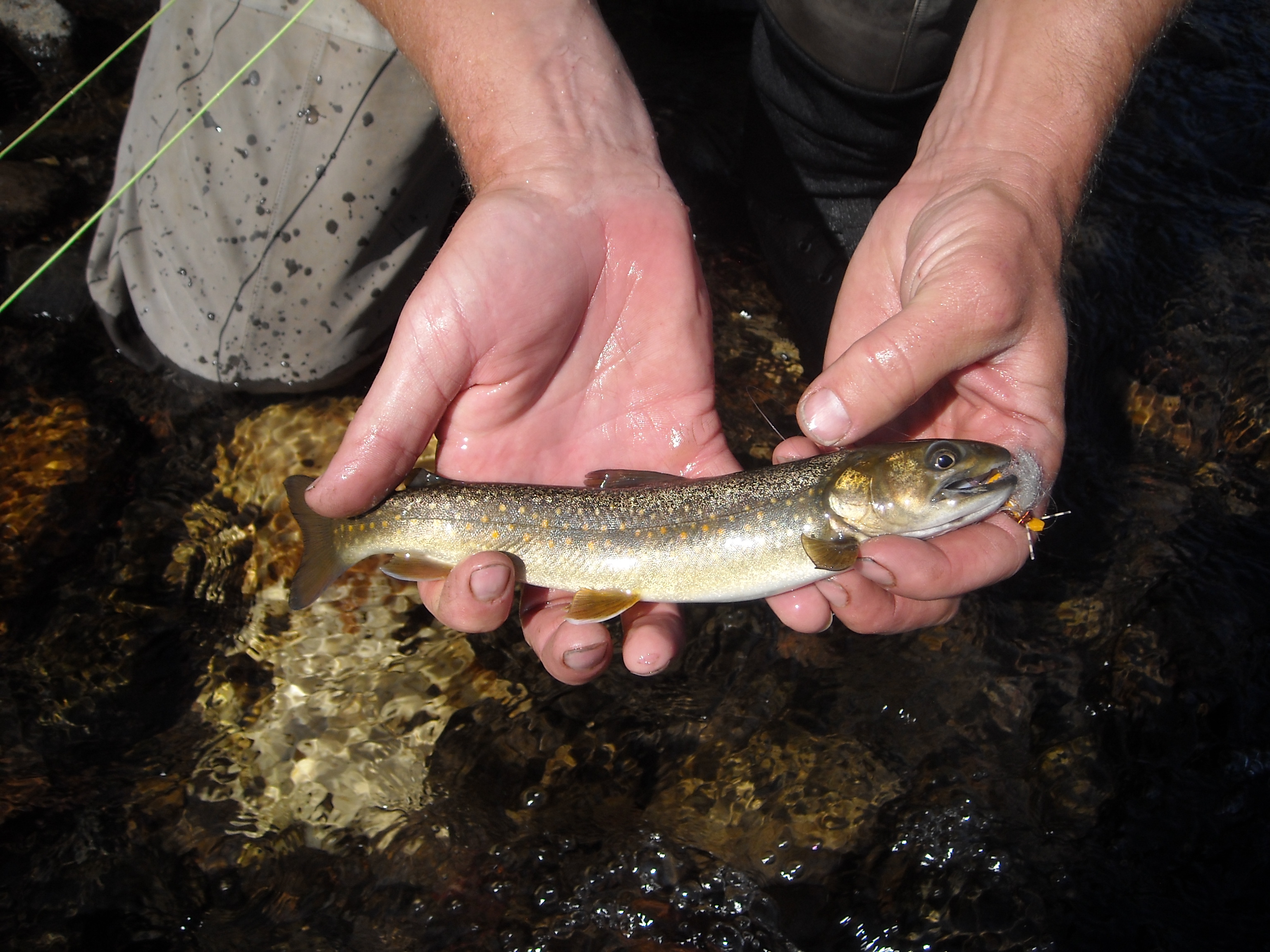 Cutthroats, Bull Trout  And Social Distance On Idaho's St. Joe - Trout  Unlimited